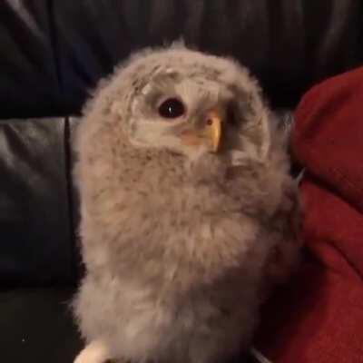 A very cute spycam exploring its surroundings