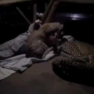 Soft kitty, warm kitty...little ball of fur, happy kitty, sleepy kitty...purr purr purr