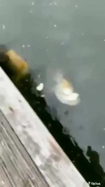 O título foi comer a sua mãe