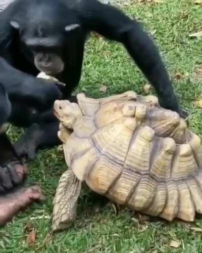 Шимпанзе обедают с черепахой