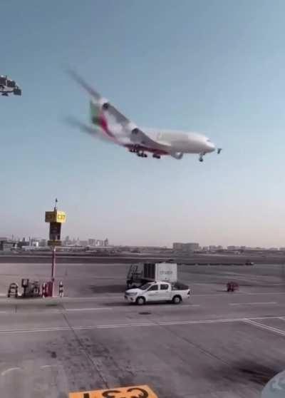 How do I train my plyne to stop beefing with birbs?