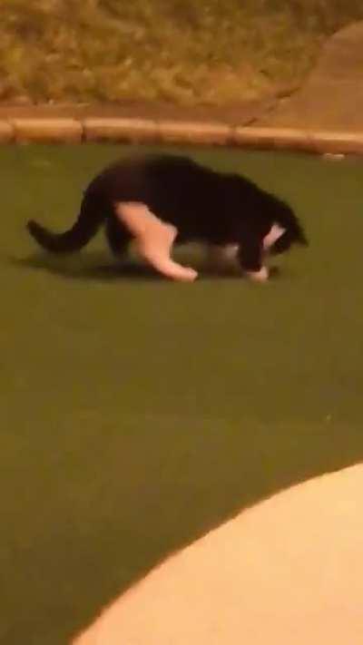 My sister went mini golfing with her boyfriend and our parents and this cat decided it wanted to play too