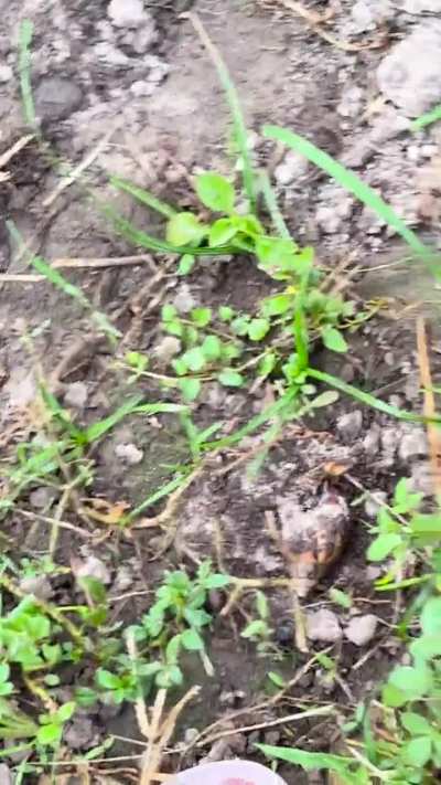 Another random crush while watering the plants