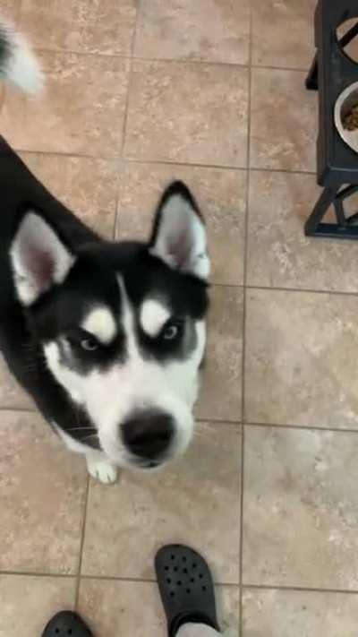 Good Boys Require Watering Multiple Times A Day