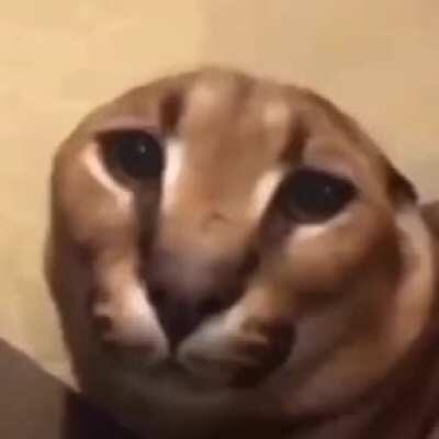 floppa with no ears xd