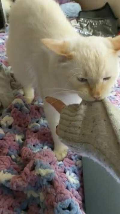 His hobbies include tug of war and yelling