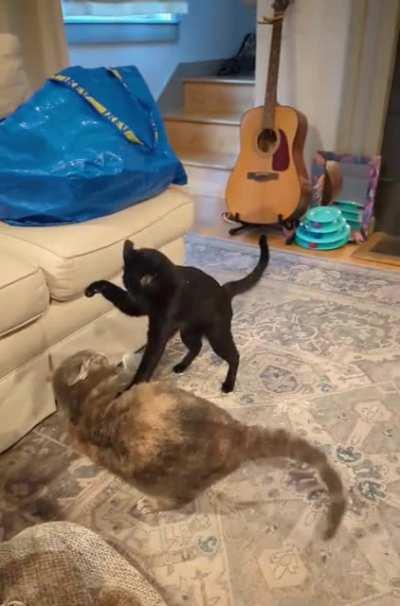 Christopher, down about 4 lbs from Dinah, uses his height to appear more intimidating 😂