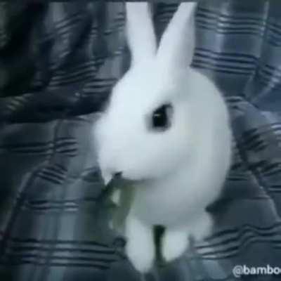 No mastiquen planta de coca gente 🤠👌 los efectos secundarios son horribles 😔