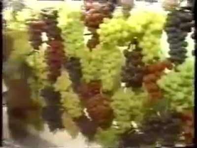 meme old pra gente, novo na gringa