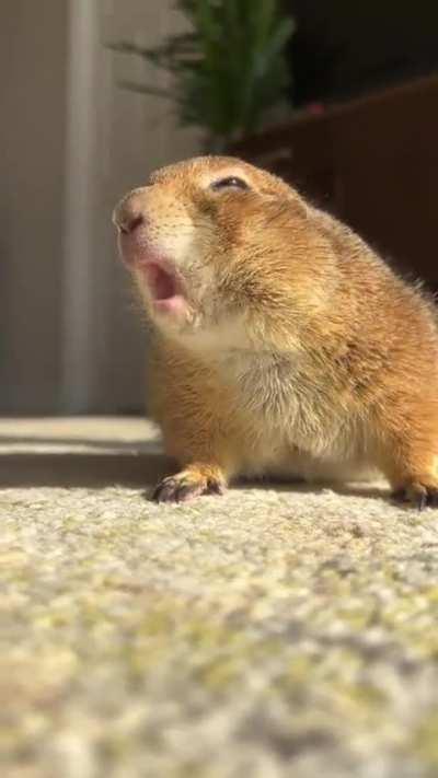 Poppy’s Morning Routine