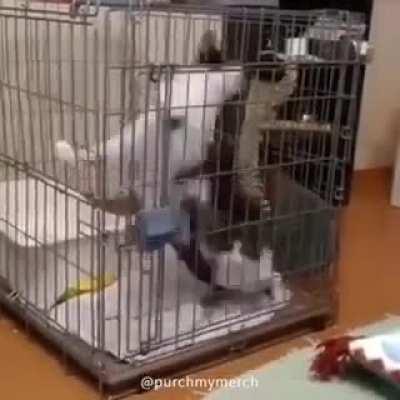 Cycle, Contained Orb of Manifested Cat Energy