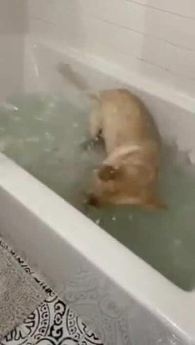 Begging dog to take a bath