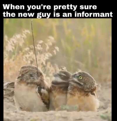 Fake bird infltrating real bird populations