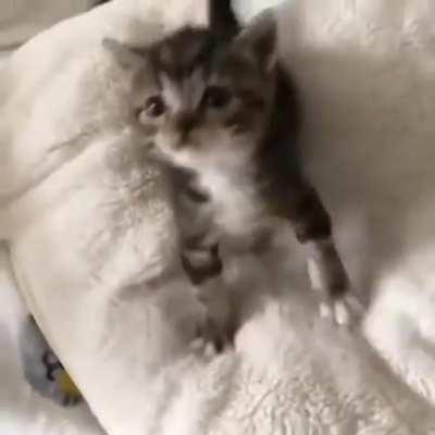 A very vicious beast asserting dominance