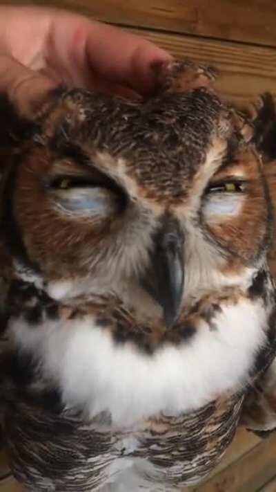 Rescued Great Horned Owl loves scritches [SOUND ON FOR SQUEAKS]