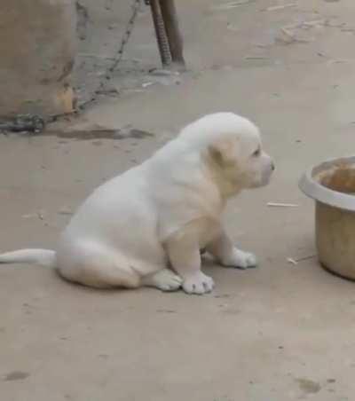 When you grow up around chickens