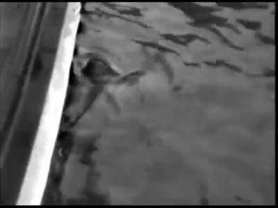 Hoover, a harbor seal who could imitate basic human speech