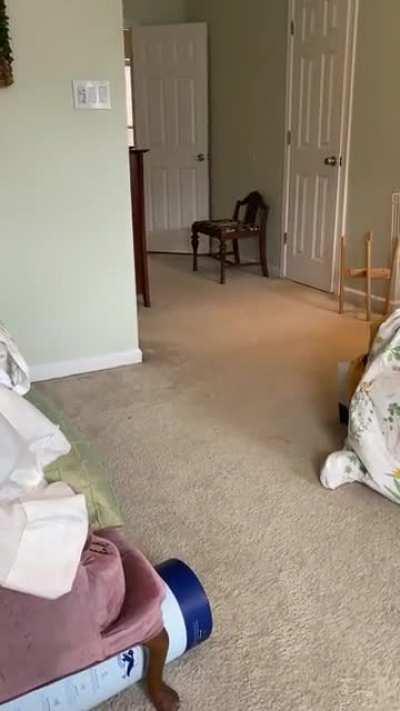 Macchie (aka Little devil) running across the room