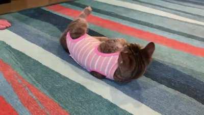 Olive got spayed and hated wearing a cone. I thought she might like a onesie better, but it caused a full system shutdown.