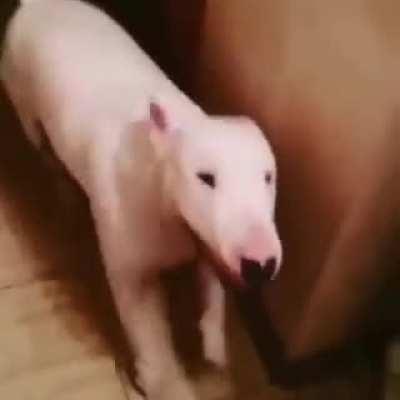 ISRAEL DOG DANCING TO ARAB NOKIA SOUND 2019 NOT CLICKBAIT 🤡🤡🤡🤡😏🥄