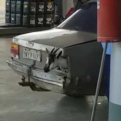 Goat-o-matic transmission