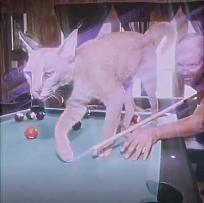 Daily dose of Floppa