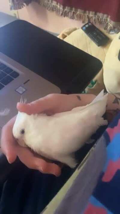 This is all I’d ever do if it were up to him.