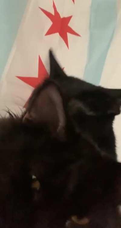 Lucy (shorthair) and Sumi (longhair)! Thought you guys would appreciate this so I thought I’d just leave this here. (Sound up for purs)