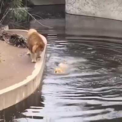 An unfortunate mistep