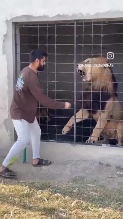 Guy teasing and pulling Lion hair for a short!