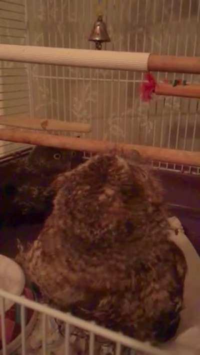 Baby owly does the head wobble.