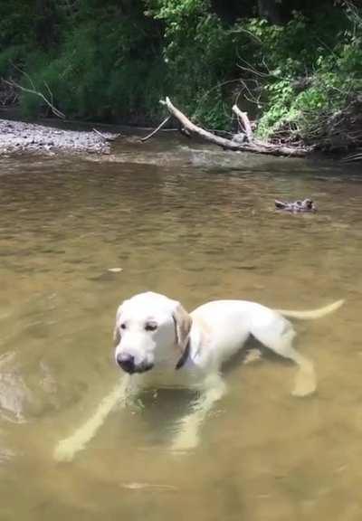 labs = eat it and ask questions later