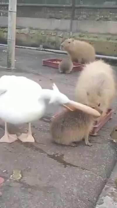 He would if he could