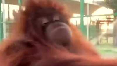 Most random orangutan 🦧