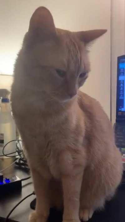 My raspy girl politely grabs my hand and phone to purr directly into the mic