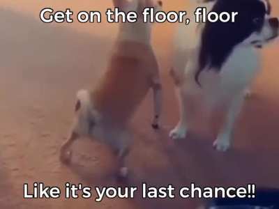 cat of the day 609 haha lol