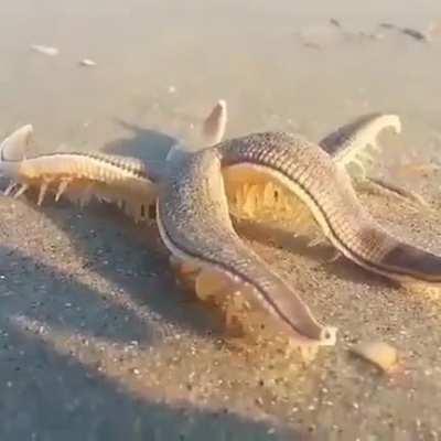 Thanks, I hate strolling seastars