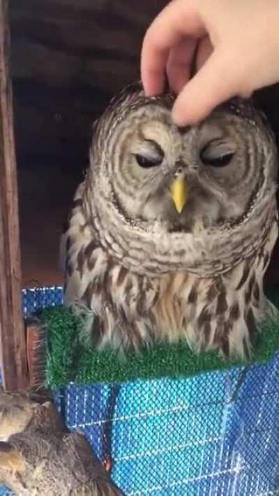 Owls are skycats.