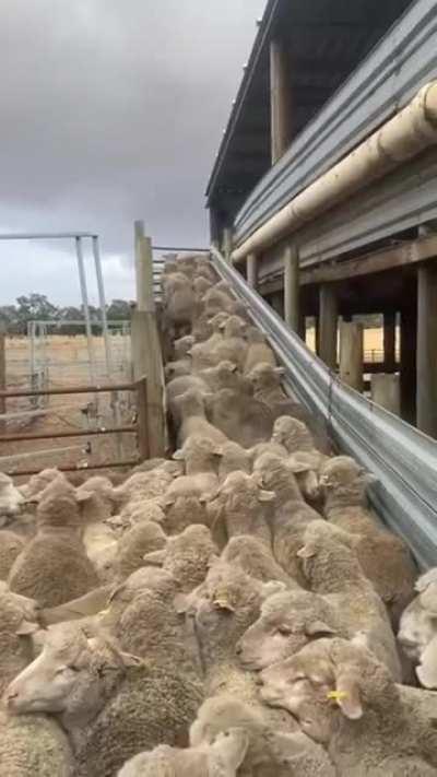 Собака расчищает пробку, которую создали овцы..