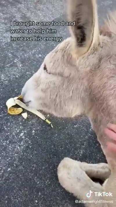 Just a wild donkey relaxing in the neighborhood