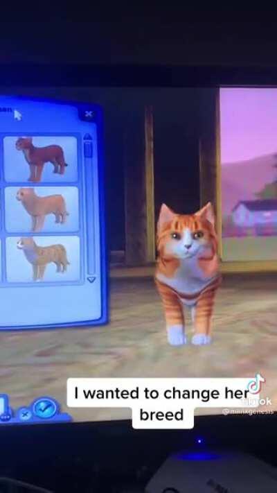 Ah yes, my favourite breed of cat (not OP)