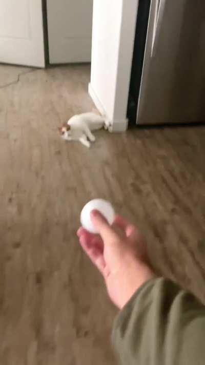 This cat grabbing the ball