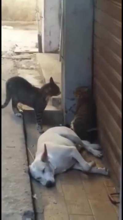 He can't even sleep in peace