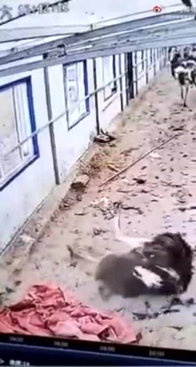 Ostrich Violently Yanks Its Head Free