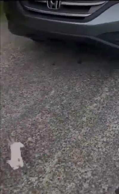 Kittenmancer, the one that alerts the horde