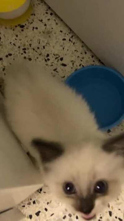 The tiniest angry squeaks!