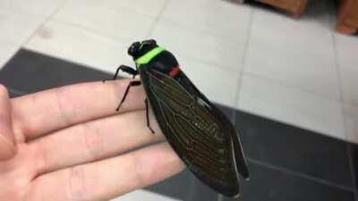 This cicada player must've put a lot of evolution points into the skin, though it seems quite showy