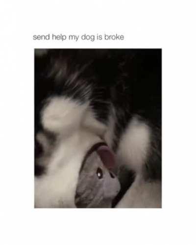 Husky being a husky...