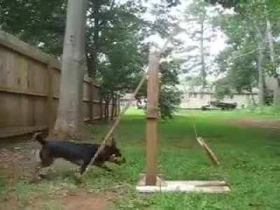 Dog operated catapult
