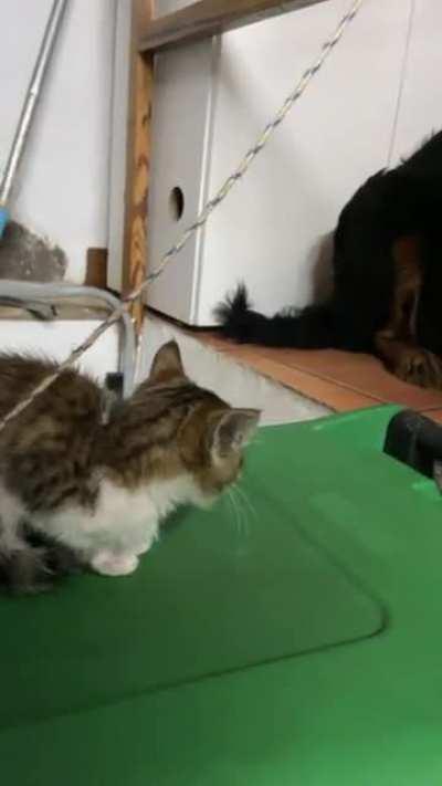smol kittens grunting at big doggo